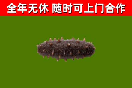 市中区回收海参干
